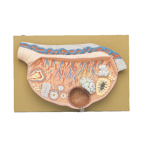 Human Female Ovary Model